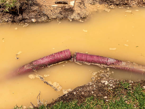 Best Mold removal after water damage  in Fairview Heights, IL